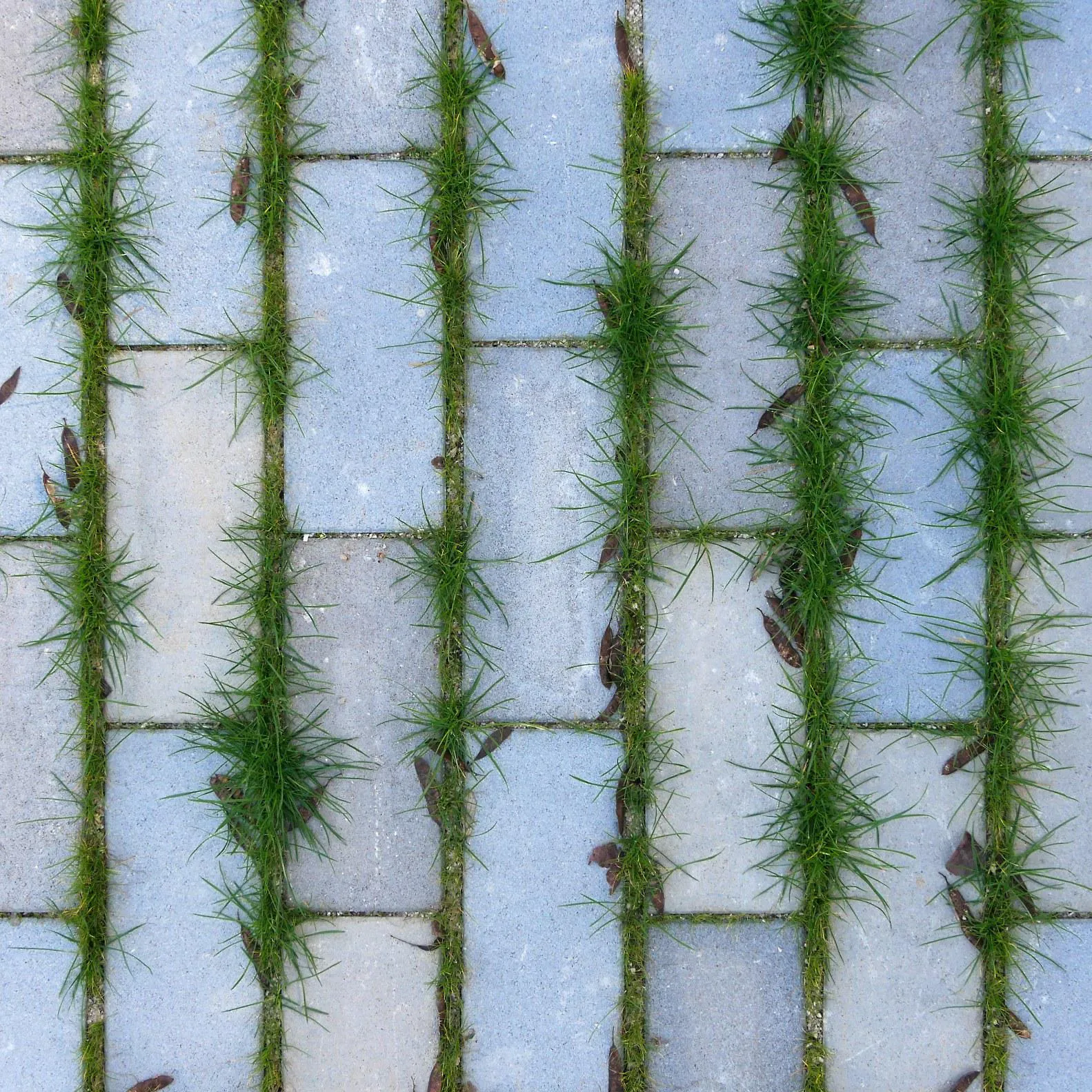 Pavés avec joints en herbe