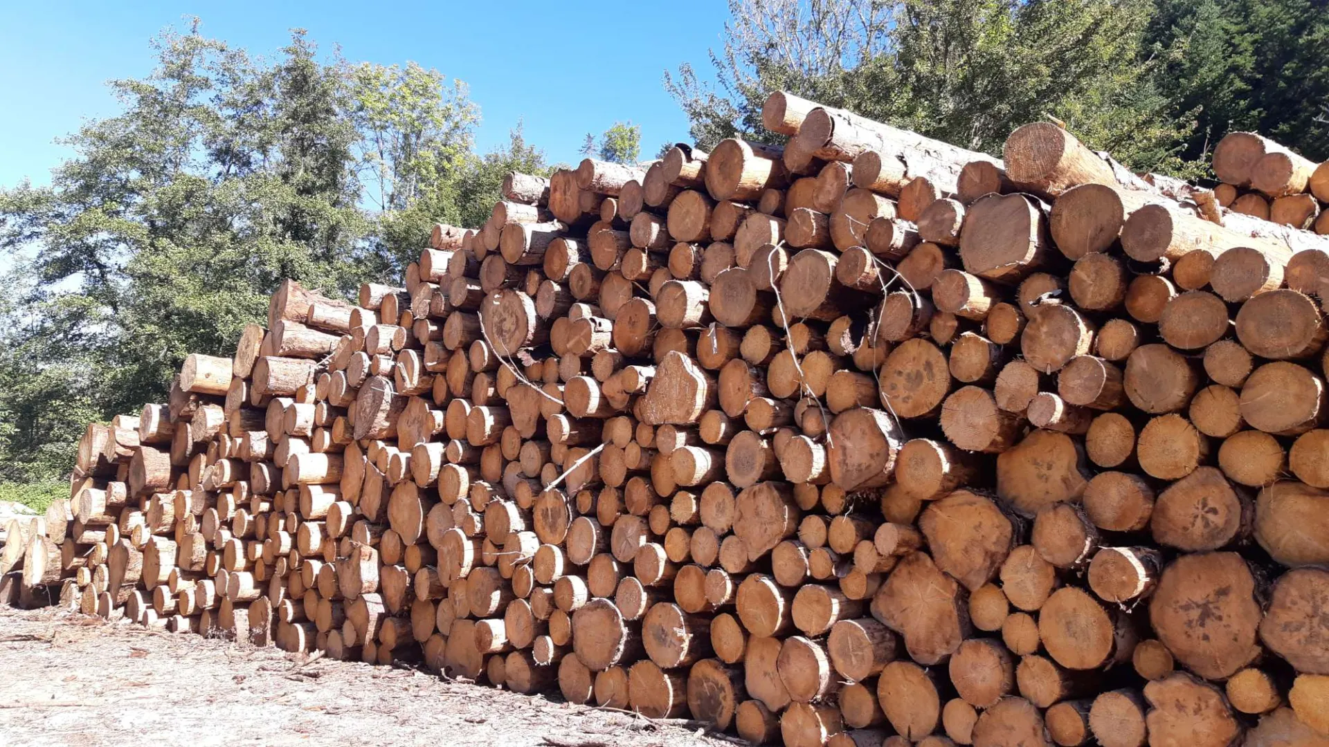 La forêt en 2050 : projection des volumes et du bilan carbone