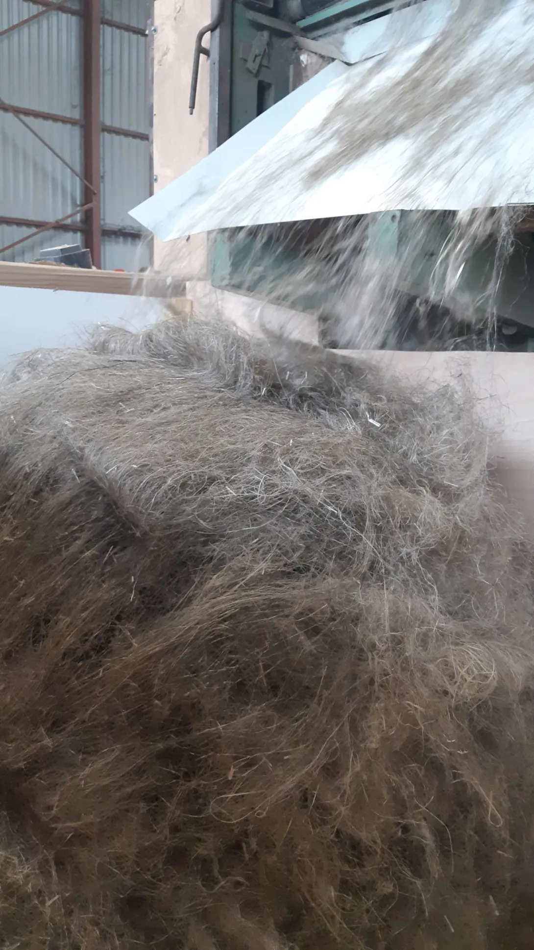 Les fibres plutôt longues en sortie de défibrage