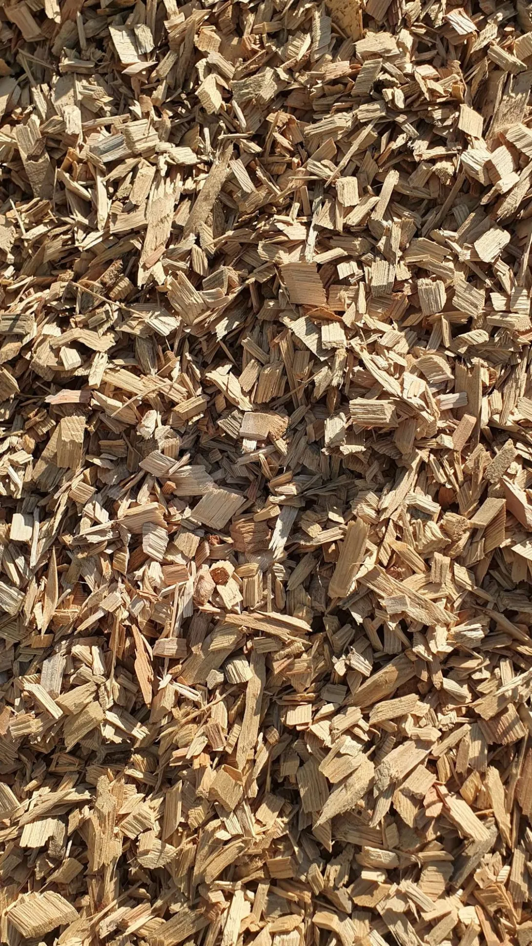 Usine Steico - Les plaquettes de pin des Landes