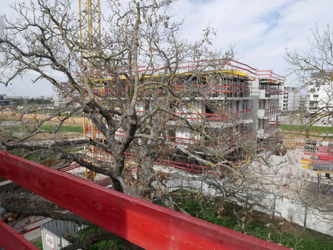 Un des deux chênes centenaires