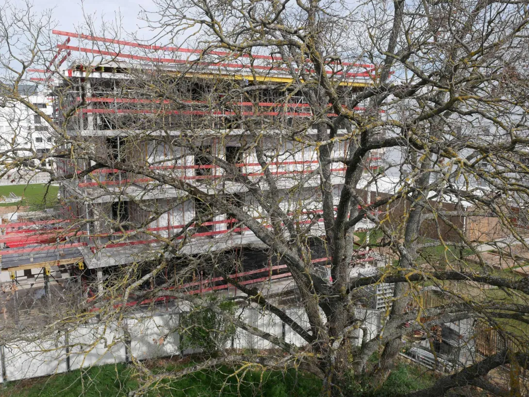 Le 2ème chêne centenaire